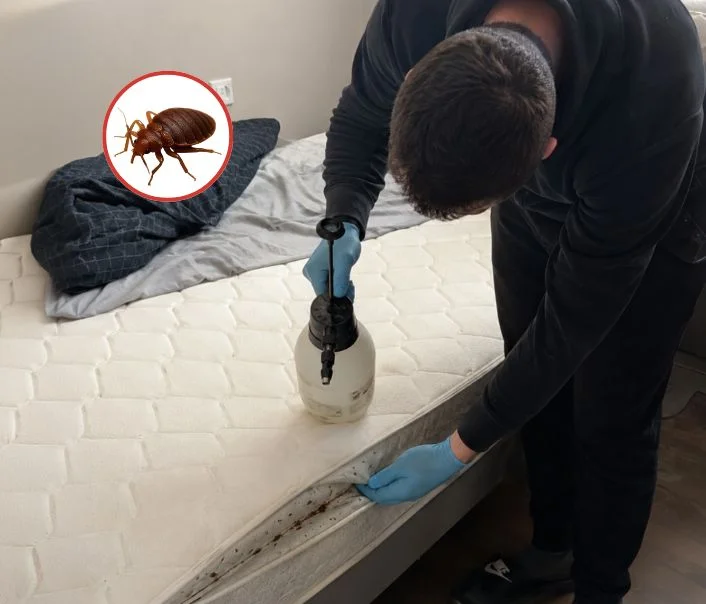 Technicien traitant un matelas contre les punaises de lit à Dannemois